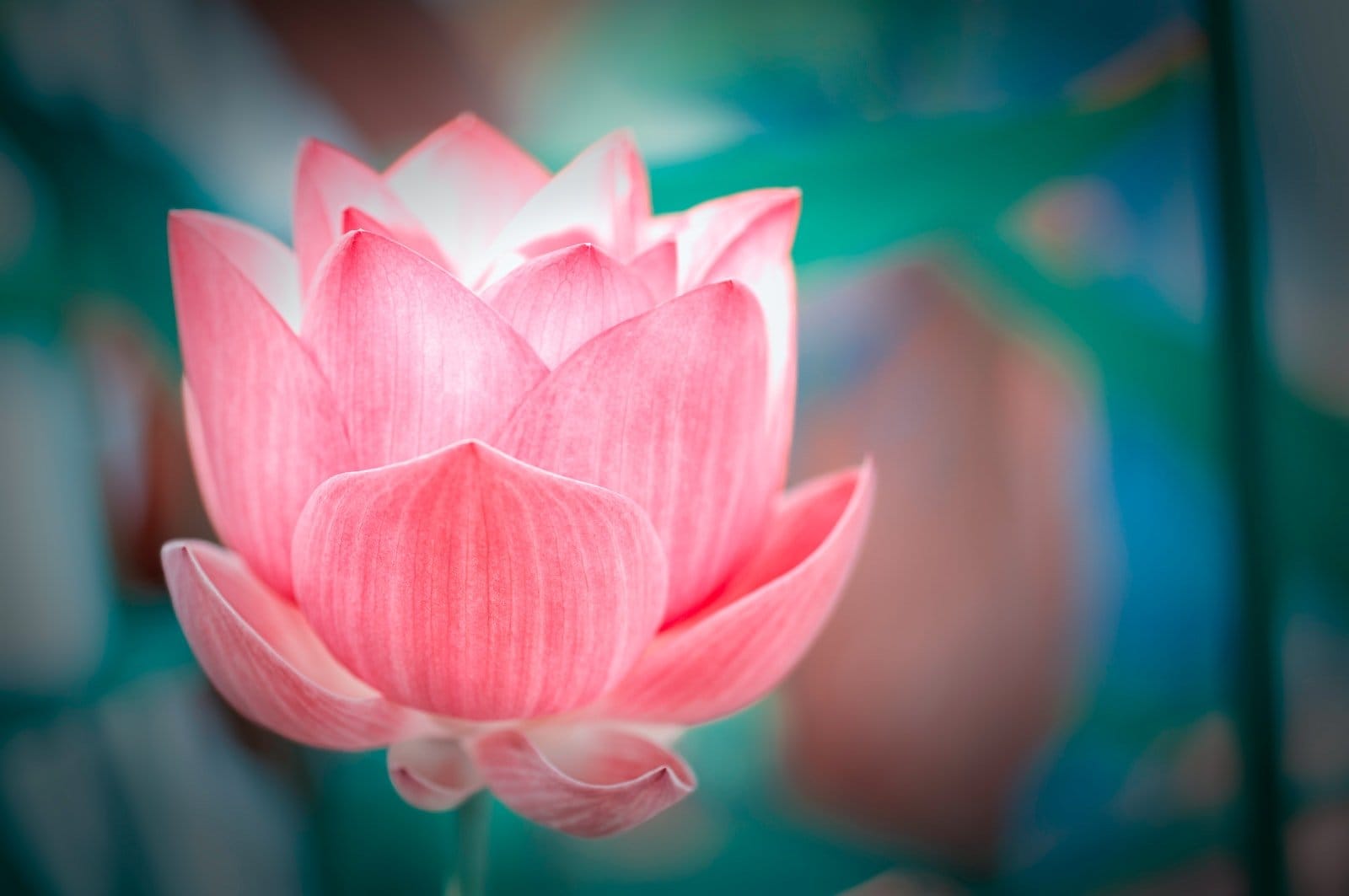 pink lotus flower in bloom
